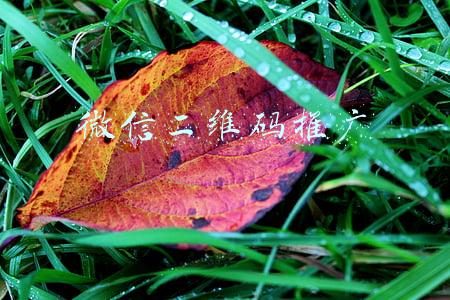 微信二维码推广