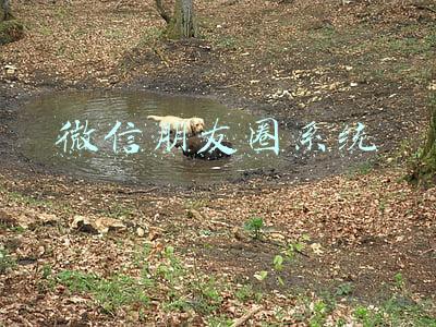 微信朋友圈系统