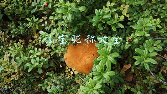 淘宝昵称大全