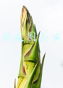 微信朋友圈怎么删除