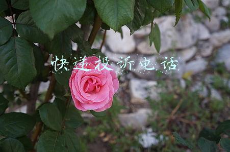 快递投诉电话