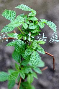 闲鱼小法庭