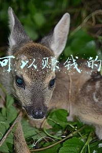在家可以赚钱的工作