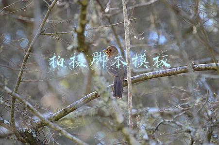 拍摄脚本模板