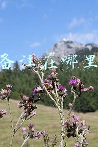 淘宝备注在哪里备注发什么快递(今天起，你在菜鸟驿站的淘宝包裹都可送货上门！淘宝联合菜鸟驿站推快递按需送货上门)