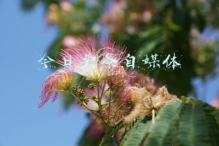 今日头条自媒体