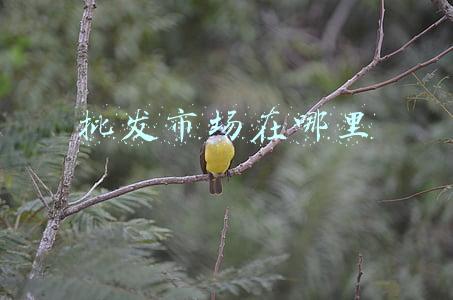 批发市场在哪里 批发市场在哪里