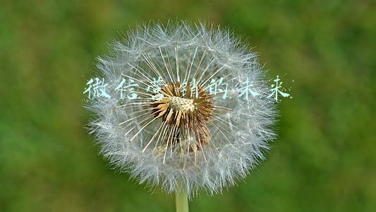 微信的营销策略(微信营销的方式以及注意事项)