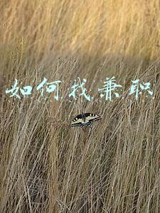 兼职怎么找靠谱(早九晚五周末双休，可以找哪些靠谱网络的兼职？)