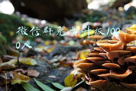微信群免费升级1000人