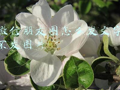 微信朋友圈怎么发文字不发图片