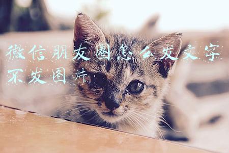 微信朋友圈怎么发文字不发图片