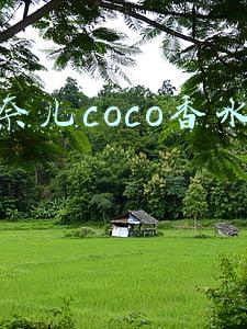 香奈儿coco香水价格