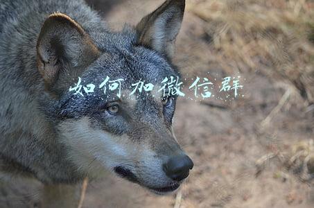 如何加微信群号码(微信右上角的+号，原来还自带了这3个实用小功能，很多人都不知道)