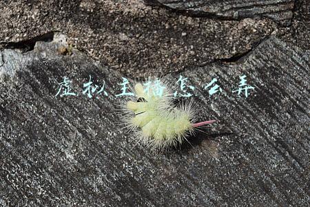 虚拟主播怎么弄