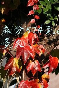 芝麻分574到600要多久