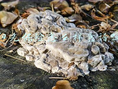 阳光保险怎么样可靠吗(阳光保险、天涯社区、微脉等App被通报！侵害公民个人信息)