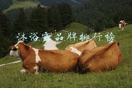 沐浴露品牌排行榜男士(热门男士沐浴露段位排行榜)