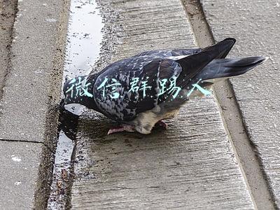 微信群踢人