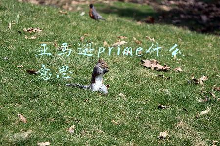 亚马逊prime什么意思