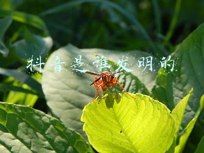 抖音是谁发明的董事长是谁(胡润公布全球白手起家U40富豪榜，抖音创办人张一鸣全球排第二)