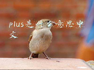 plus是什么意思中文