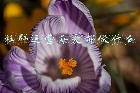 社群运营每天都做什么