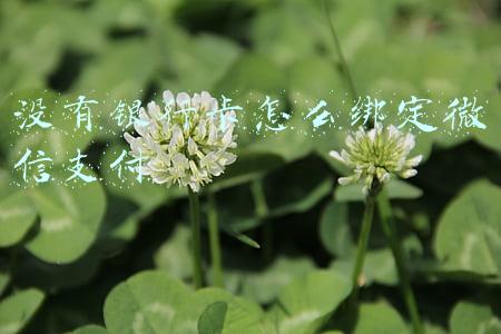 没有银行卡怎么绑定微信支付