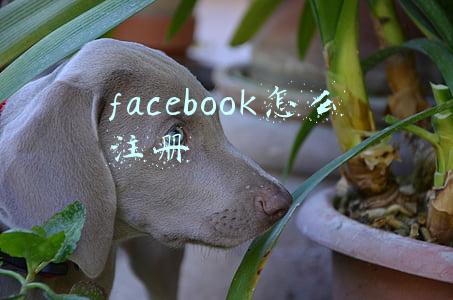 facebook怎么注册