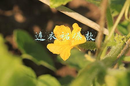 连衣裙爆款