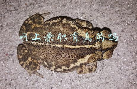 网上兼职有真的吗