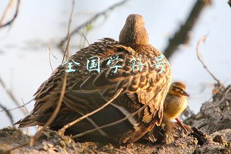 全国学籍号