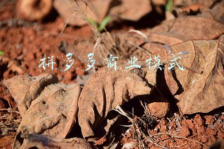拼多多商业模式是什么(拼多多商业模式)