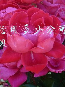 芝麻信用多少分可以开通花呗额度(支付宝芝麻信用分在700以上的人花呗、借呗额度有多少？)