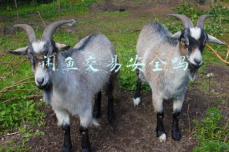 闲鱼交易安全吗卖家(闲鱼买卖骗术多，大家要提高警惕)