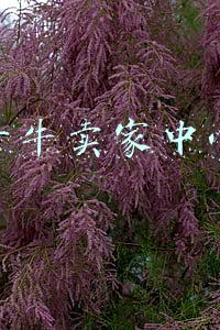 千牛卖家中心