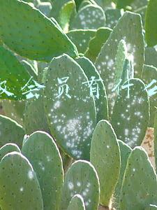 超级会员有什么用
