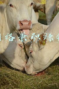 网络兼职赚钱