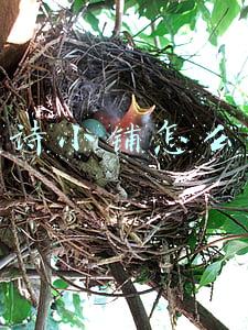 菲诗小铺怎么样
