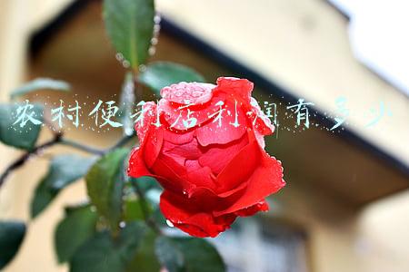 在农村开便利店赚钱吗 在农村开一家连锁小超市赚钱吗？