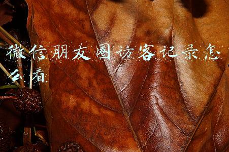 微信朋友圈访客记录怎么看