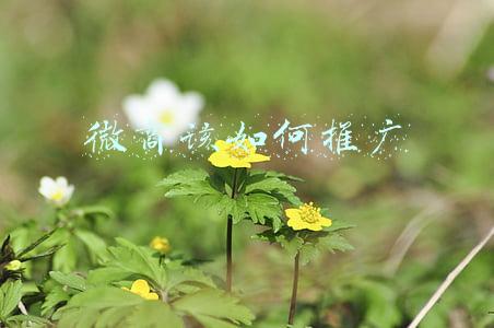 微商如何引流与推广(微商正确的精准引流方法与思维建议)