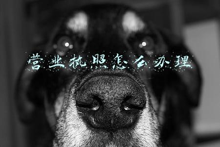 营业执照怎么办理需要什么资料(办理一家公司需要准备什么材料)