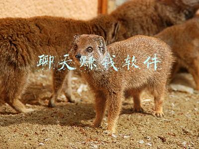 聊天赚钱软件