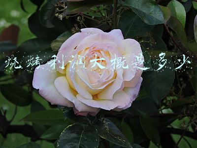 烧烤利润大概是多少