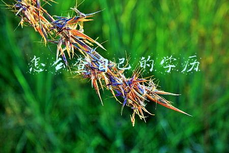 怎么查自己的学历