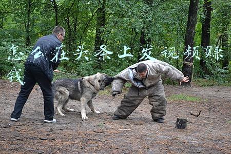 头条如何发视频赚钱(今日头条怎么发视频赚钱？)