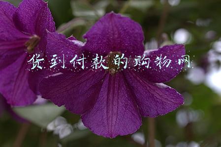 货到付款的购物网