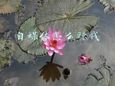 自媒体怎么赚钱