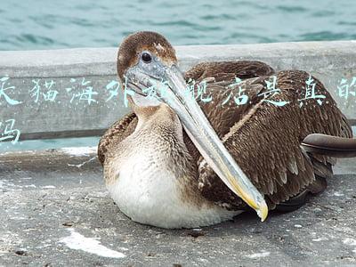 天猫海外旗舰店是真的吗